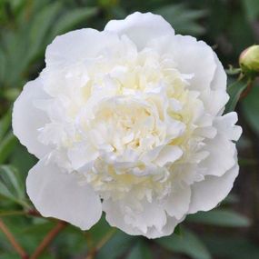 Півонія Duchesse de Nemours (кореневища)