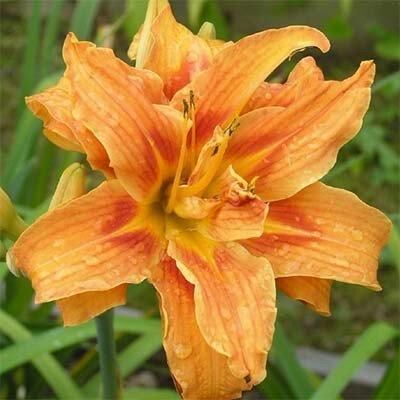 Лілейник Apricot Beauty (саджанці)