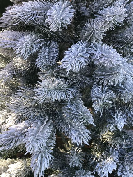 Ёлка искусственная пышная Сосна 100% литая 180 см заснеженная | Зображення 2