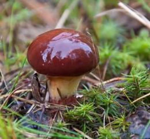 Маслянок 10 г | Зображення 2