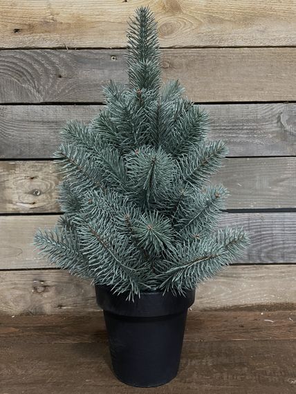 Ялинка лита Premium у горщику 50 см блакитна | Зображення 2