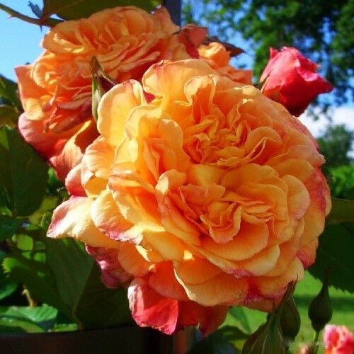 Троянда Aloha (саджанці)