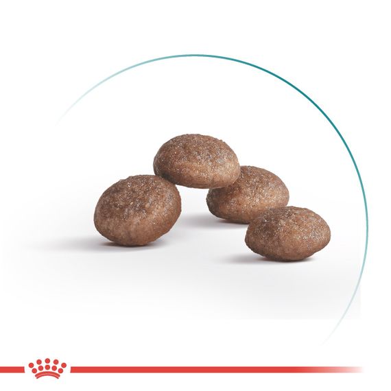 Сухий корм для кішок похилого віку Royal Canin Ageing 11+, 400 гр | Зображення 2