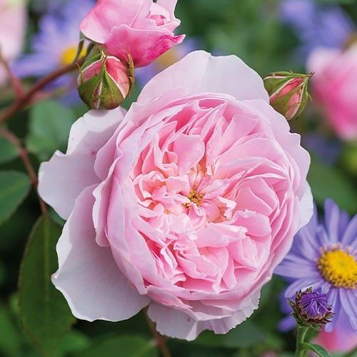 Троянда Wisley 2008 (саджанці) | Зображення 2