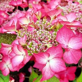 Гортензія Selina (саджанці)