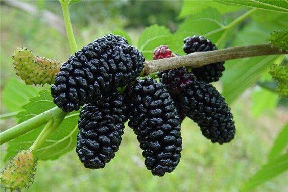 Шовковиця Чорна перлина | Зображення 3