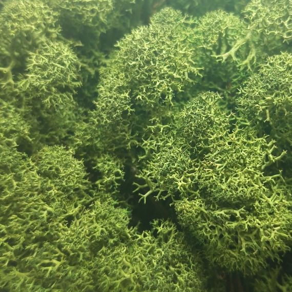 Стабилизированный мох ягель Nordic moss Зеленый темный 1 кг | Зображення 1