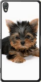 Чехол на Sony Xperia Z3 dual D6633 Щенок йоркширского терьера "931u-59-17620"
