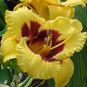 Лілейник Blackberry Candy (саджанці)
