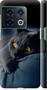 Чохол на OnePlus 10 Pro Димчастий кіт "825m-2588-2448"