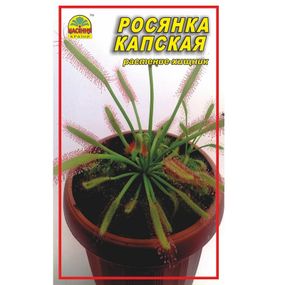 Насіння Росянка капська 5 шт. (Насіння країни)