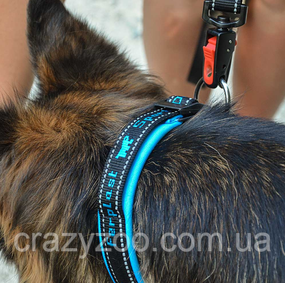 Ошейник для собак Ferplast Sport Dog С25/55 нейлоновый голубой 2.5-45-55 см 78004125