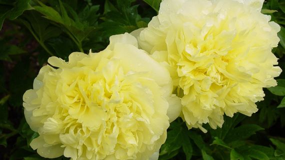 Півонія Єллоу Дудл Денді (Paeonia Yellow Doodle Dandy) кореневище | Зображення 1