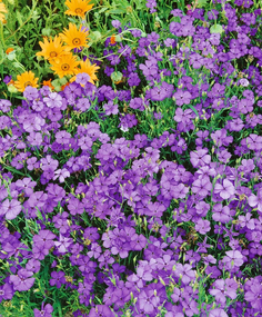 Насіння Віскарія 0,2 г (Насіння країни)