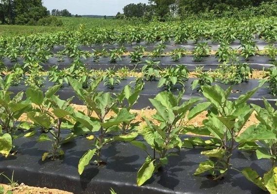 Плівка 30 мкм 0.7м*1000м чорна для мульчування ґрунту, садова, мульча | Зображення 6