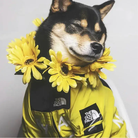 Куртка ветровка з тонкою підкладкою водонепроникна the dog face для собак жовта L розмір | Зображення 8