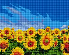 Поле соняшників