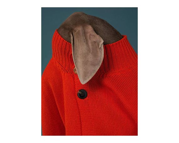 Альбомы известных фотографов книга работ Уильяма Вегмана William Wegman "Being Human" книги по фотографии | Зображення 5