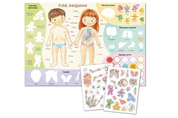 Навчальний постер з наклейками Тіло людини  Dodo 300901 Різнокольоровий shop (4823115913456) | Зображення 2