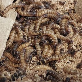 Зофобас, Zophobas morio 100шт