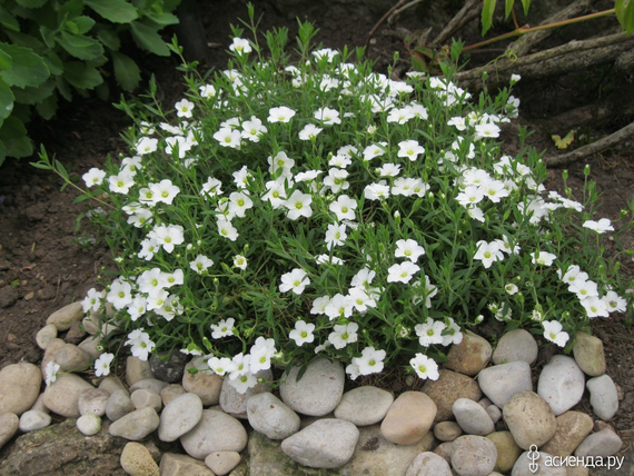 Насіння Гіпсофіла біла 0,5 г (Насіння країни) | Зображення 3