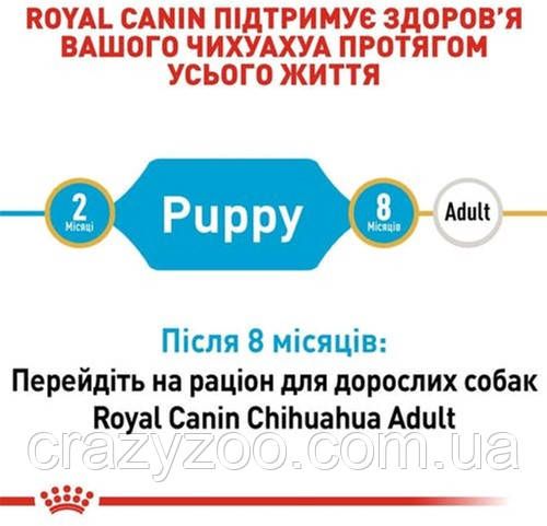 Сухой полнорационный корм Royal Canin Chihuahua Puppy от 2 до 8 месяцев 1.5 кг 3182550722544 | Зображення 4