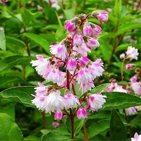 Дейція Rosea Plena (саджанці)
