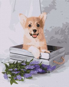 Грайливий коргі