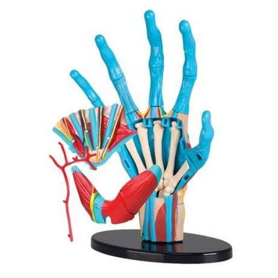 Набор для экспериментов EDU-Toys Модель руки сборная, 16,5 см (SK058) | Зображення 1