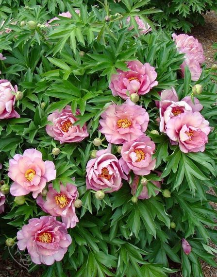Півонія Данс дю Фе (Paeonia Danse du Feu) кореневище | Зображення 2