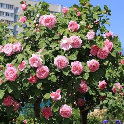 Троянда Marry Rose (саджанці) | Зображення 1