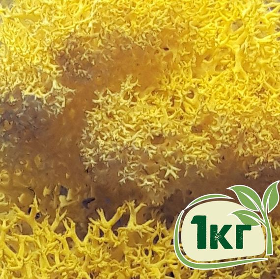 Стабілізований мох ягель Жовтий лимонний 1 кг