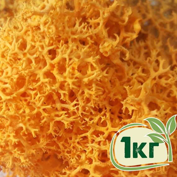 Стабілізований мох ягель Жовтий осінній 1 кг