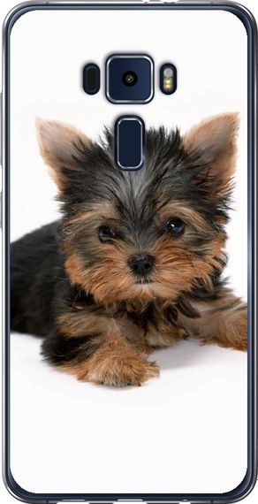 Чехол на Asus Zenfone 3 ZE520KL Щенок йоркширского терьера "931u-449-17620"