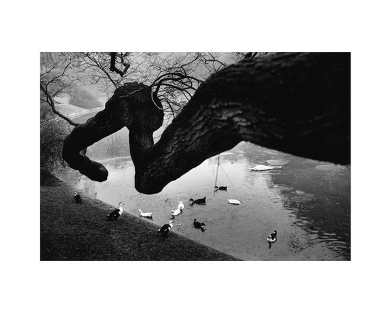 Фотоискусство история книга фотографий Ричарда Кальвара Richard Kalvar "Earthlings" книги для фотографов | Зображення 7