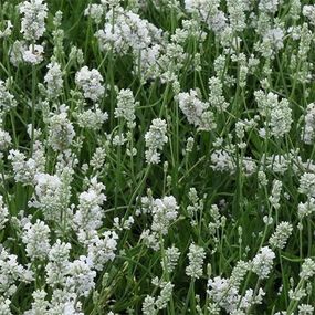 Лаванда Hidcote White (сажіанці)