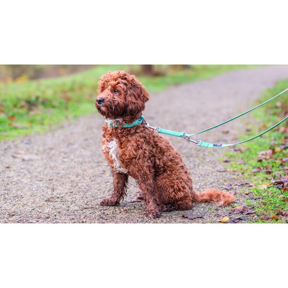 Повідок Trixie Premium для собак регульований M–L 2 м 20 мм аква | Зображення 2
