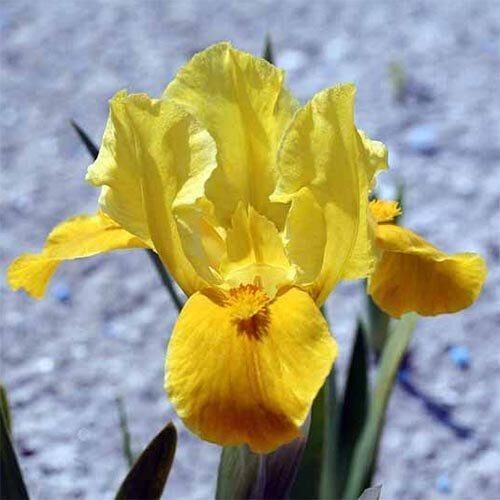 Ірис Pumila Gleaming Gold (кореневища) | Зображення 1