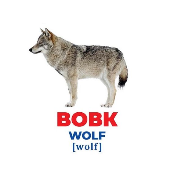 Набір розвиваючих карток Геній з пелюшок "Тварини України" Ранок 10107192У, 17 карток | Зображення 2