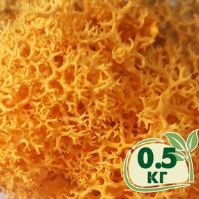 Стабілізований мох ягель Жовтий осінній 0,5 кг