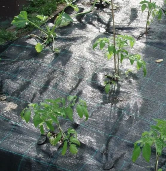 Агротканина Shadow DELUX 120 г/м² 3,2 x 50 м (АТЧД00017) | Зображення 3