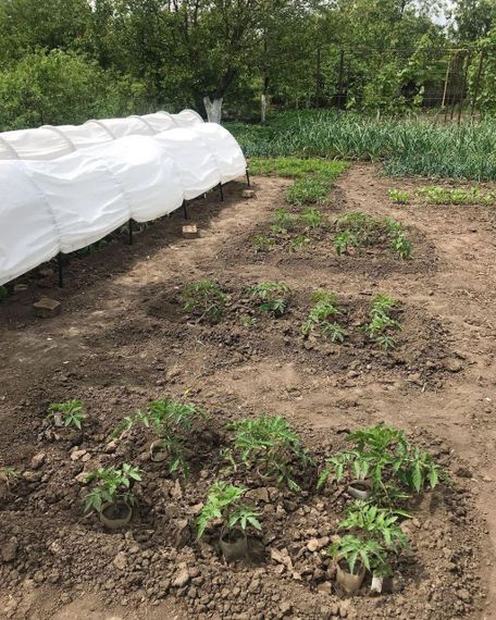 Парник 6м 60 щільність Shadow( теплиця з спанбонду) міні парники 60 щільність | Зображення 7