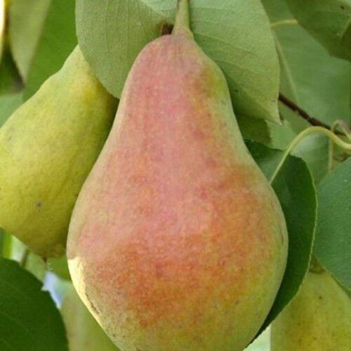 Груша *Рікс* | Зображення 2