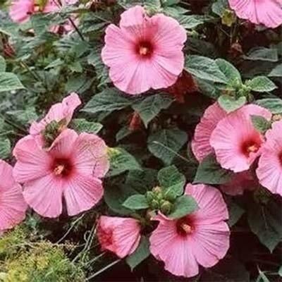 Гібіскус Mouschetous Pink (саджанці) садовий