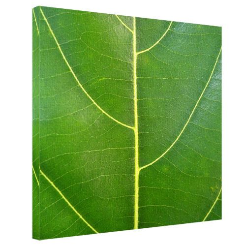 Картина на холсте Зелёный листик 65x65 см (H6565_PRI003)