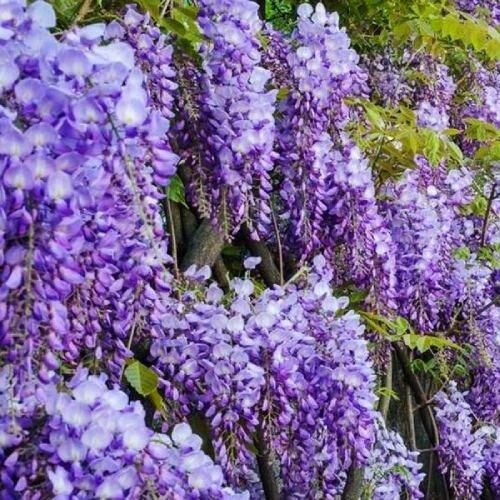 Вистерия (гліцинія) Sinensis (саджанці) | Зображення 2