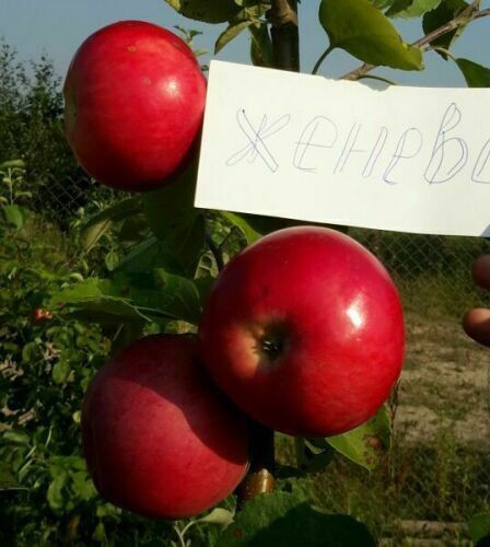 Яблуня Женова | Зображення 2