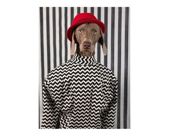 Альбомы известных фотографов книга работ Уильяма Вегмана William Wegman "Being Human" книги по фотографии | Зображення 6