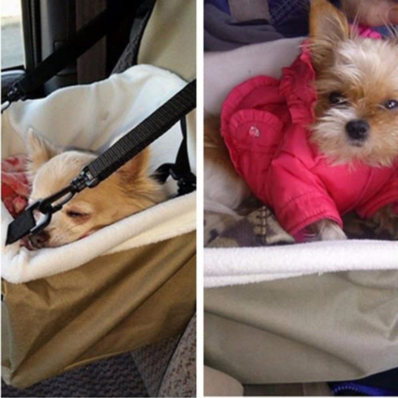 Сумка для транспортування тварин в авто Pet Booster Seat, автомобільна сумка для перевезення собак і кішок | Зображення 7