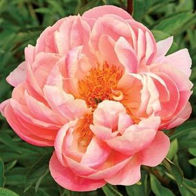 Півонія Pink Hawaiian Coral (кореневища)